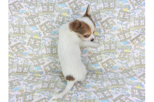 成約済の千葉県のチワワ(ロングコート)-105645の2枚目
